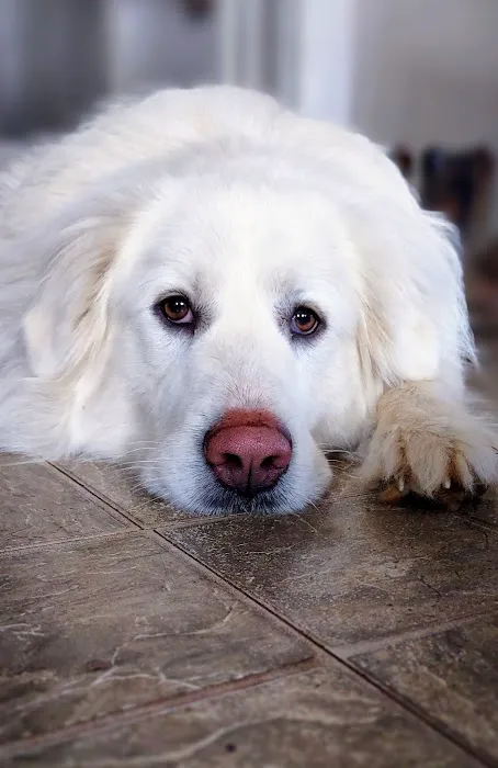 Bluegrass Veterinary Clinic, LLC 12