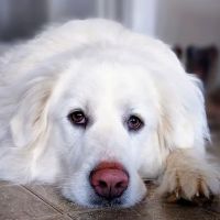 Bluegrass Veterinary Clinic, LLC ico