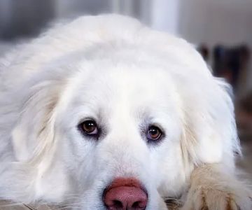 Bluegrass Veterinary Clinic, LLC