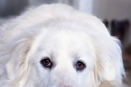 Bluegrass Veterinary Clinic, LLC
