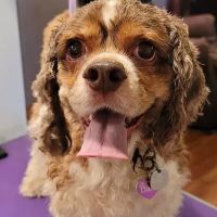 Sparta Veterinary Services LLC ico