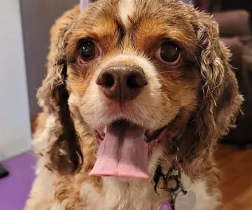 Sparta Veterinary Services LLC
