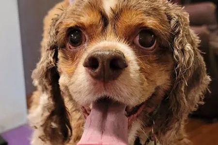 Sparta Veterinary Services LLC