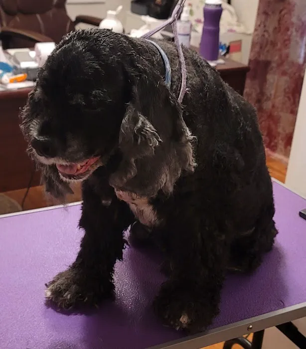 Sparta Veterinary Services LLC 12