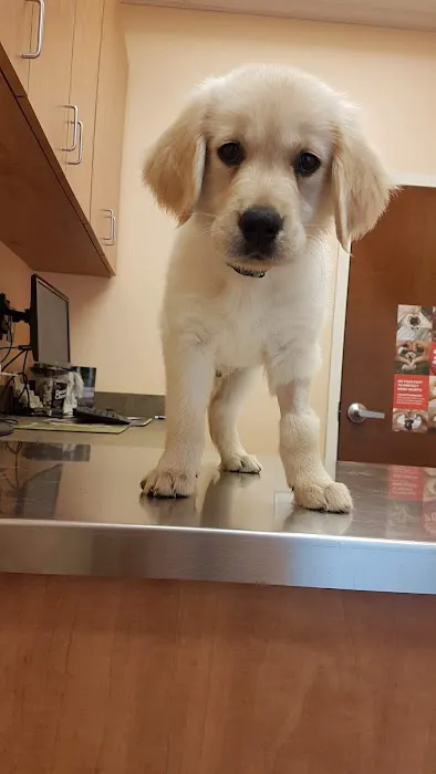 Animal Medical Clinic P.C. 3
