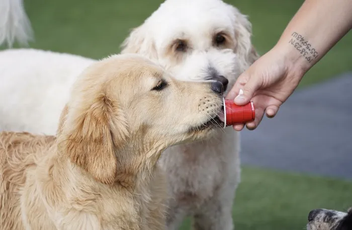 Towne Park Animal Care Center 9