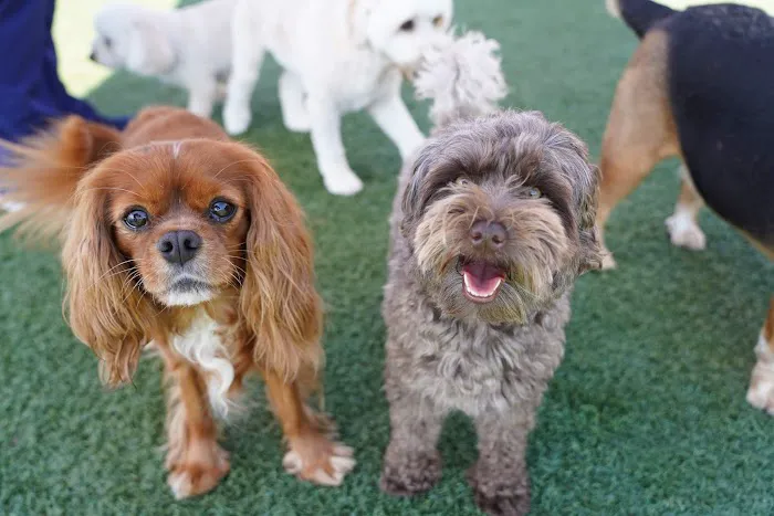 Towne Park Animal Care Center 5
