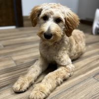Towne Park Animal Care Center ico