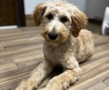 Towne Park Animal Care Center