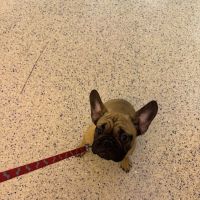 Banfield Pet Hospital ico