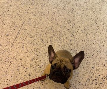 Banfield Pet Hospital