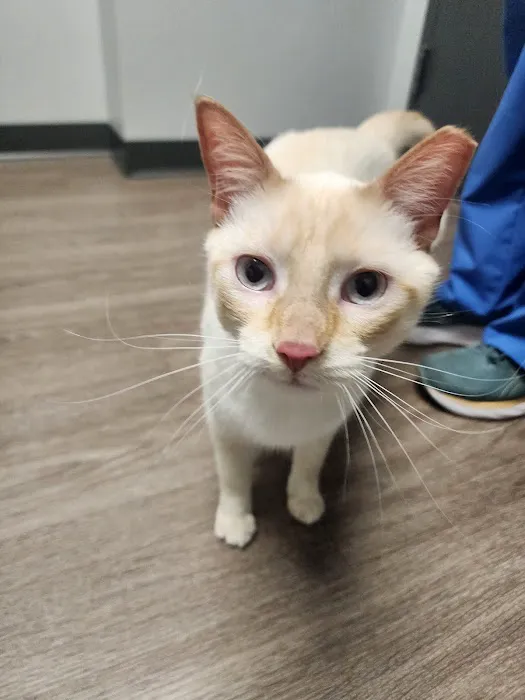 Rocket City Veterinary Hospital Pine Grove 4