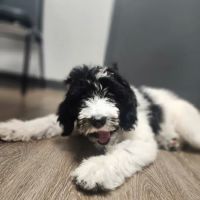 Rocket City Veterinary Hospital Pine Grove ico