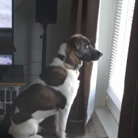 Cypress Creek Veterinary Hospital ico
