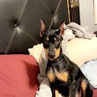 Smithfield Animal Hospital ico