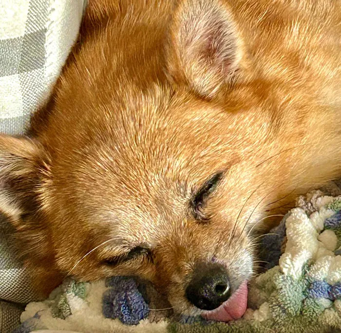 Hilton Animal Hospital 12