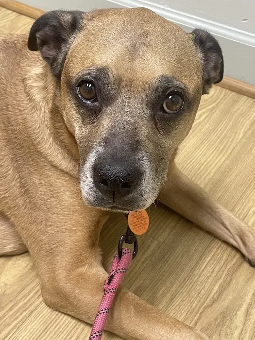 Hilton Animal Hospital 12