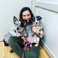 Hilton Animal Hospital ico