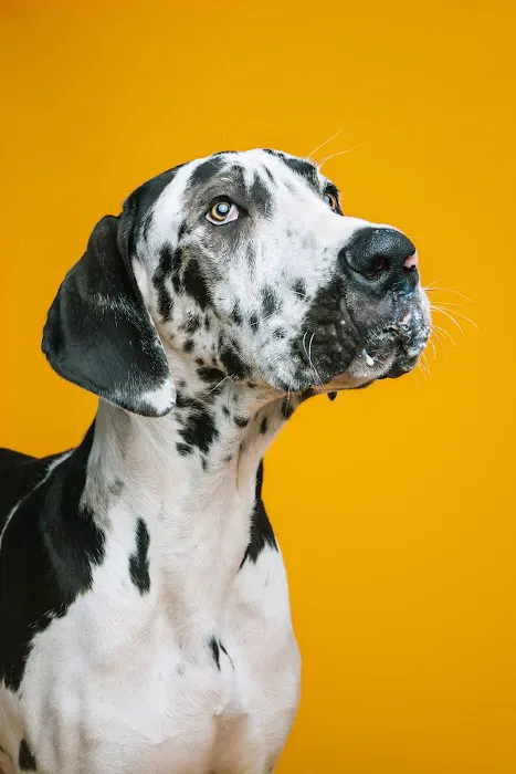 Newport News Animal Hospital 9