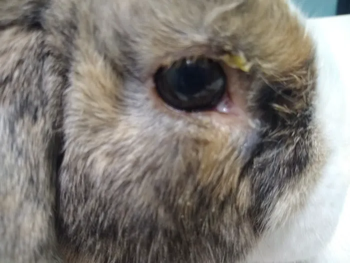 Newport News Animal Hospital 6