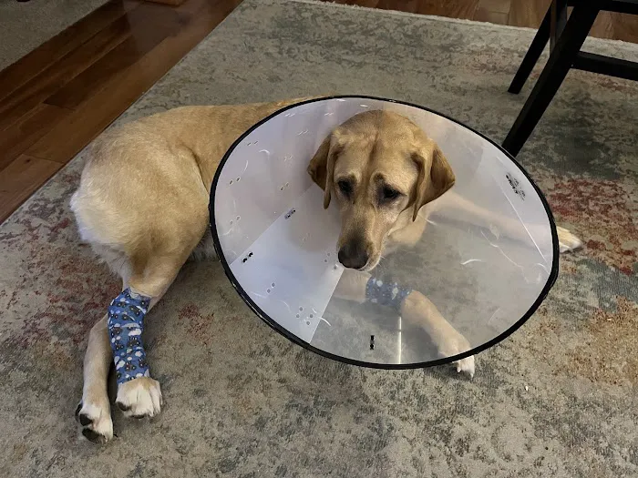 Newport News Animal Hospital 1