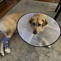 Newport News Animal Hospital ico