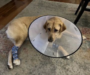 Newport News Animal Hospital