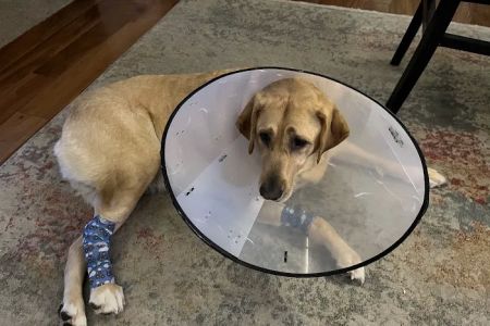 Newport News Animal Hospital