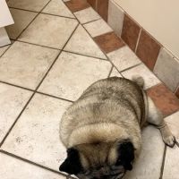Academy Animal Care ico