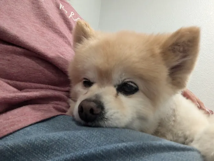 Tidewater Animal Clinic 2