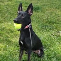 Tidewater Animal Clinic ico