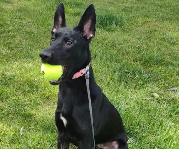 Tidewater Animal Clinic