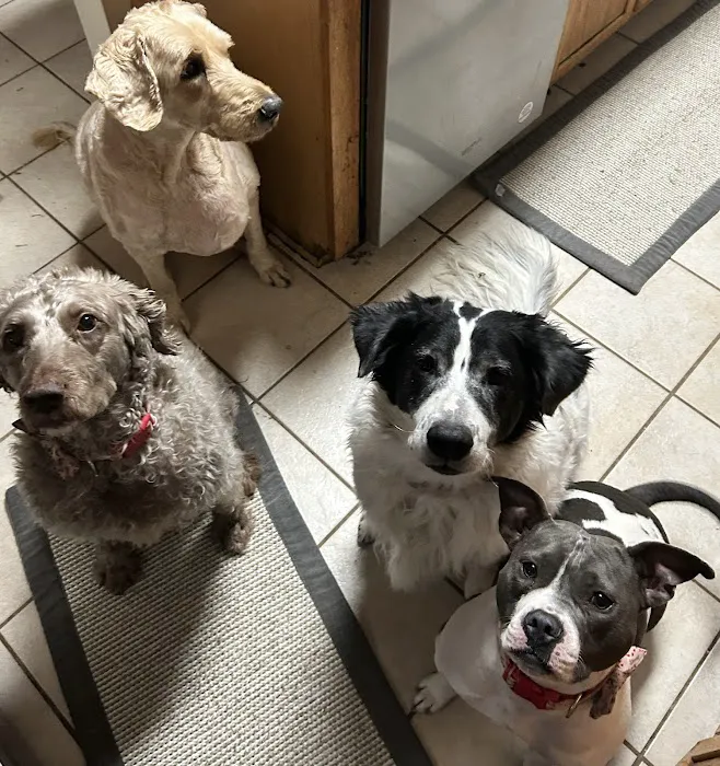Suffolk Animal Hospital 1