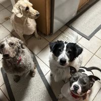 Suffolk Animal Hospital ico