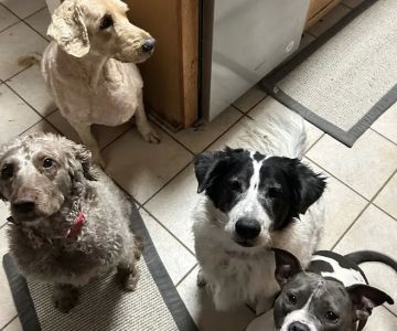 Suffolk Animal Hospital