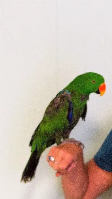 Suffolk Animal Hospital 9