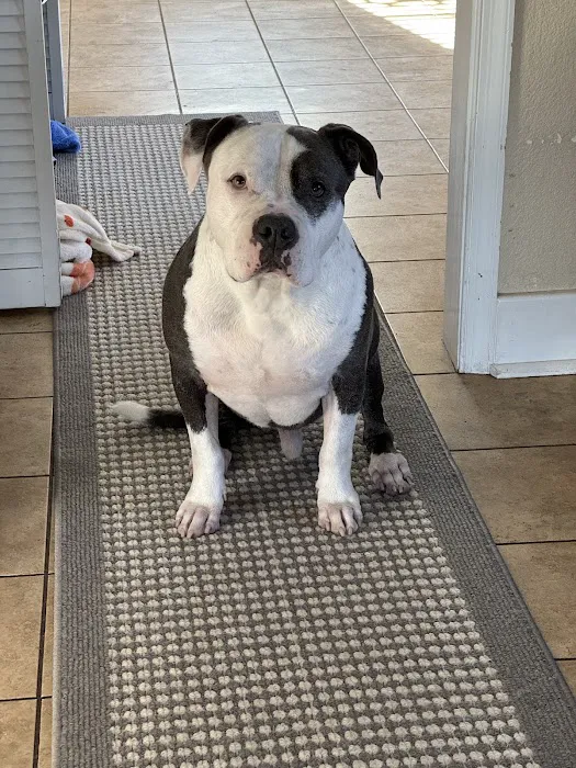 Moyock Animal Hospital Inc 7