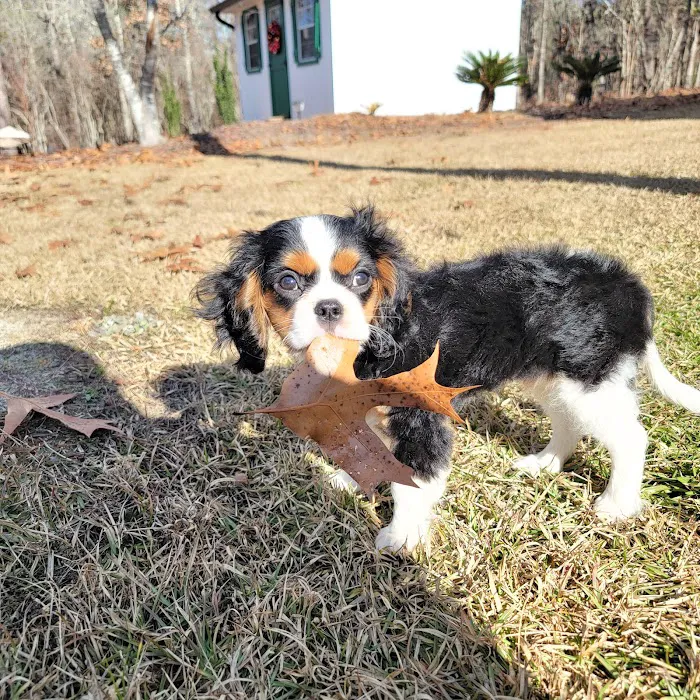 Wateree Animal Hospital 3