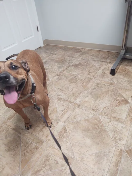 DOKO Animal Hospital 8