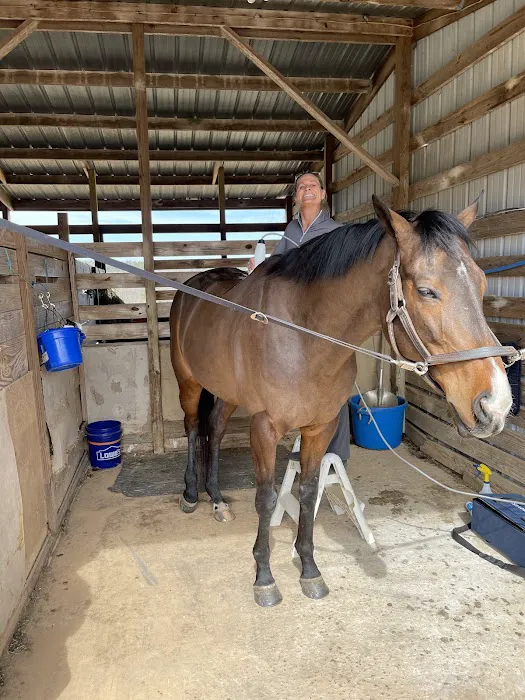 Performance Equine Vets 6