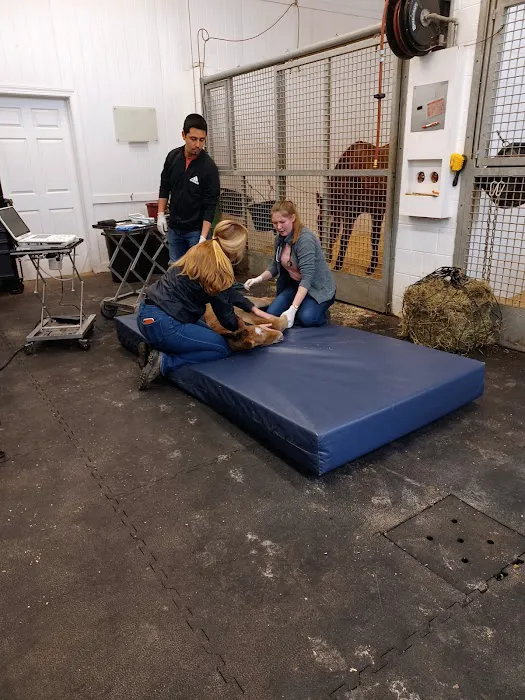 Performance Equine Vets 2
