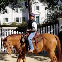 Performance Equine Vets ico