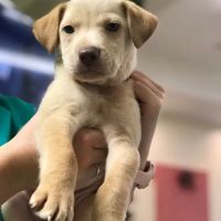 PetCare of Newberry ico