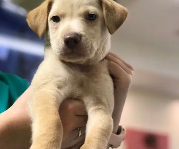 PetCare of Newberry