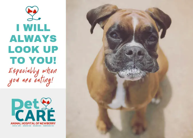 PetCare of Newberry 4