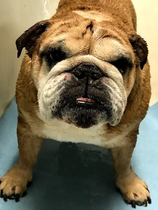 PetCare of Newberry 10