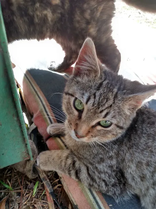 College Animal Hospital 1