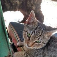 College Animal Hospital ico