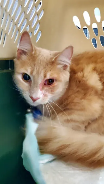 Greenwood Veterinary Hospital 3