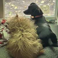 Greenwood Veterinary Hospital ico